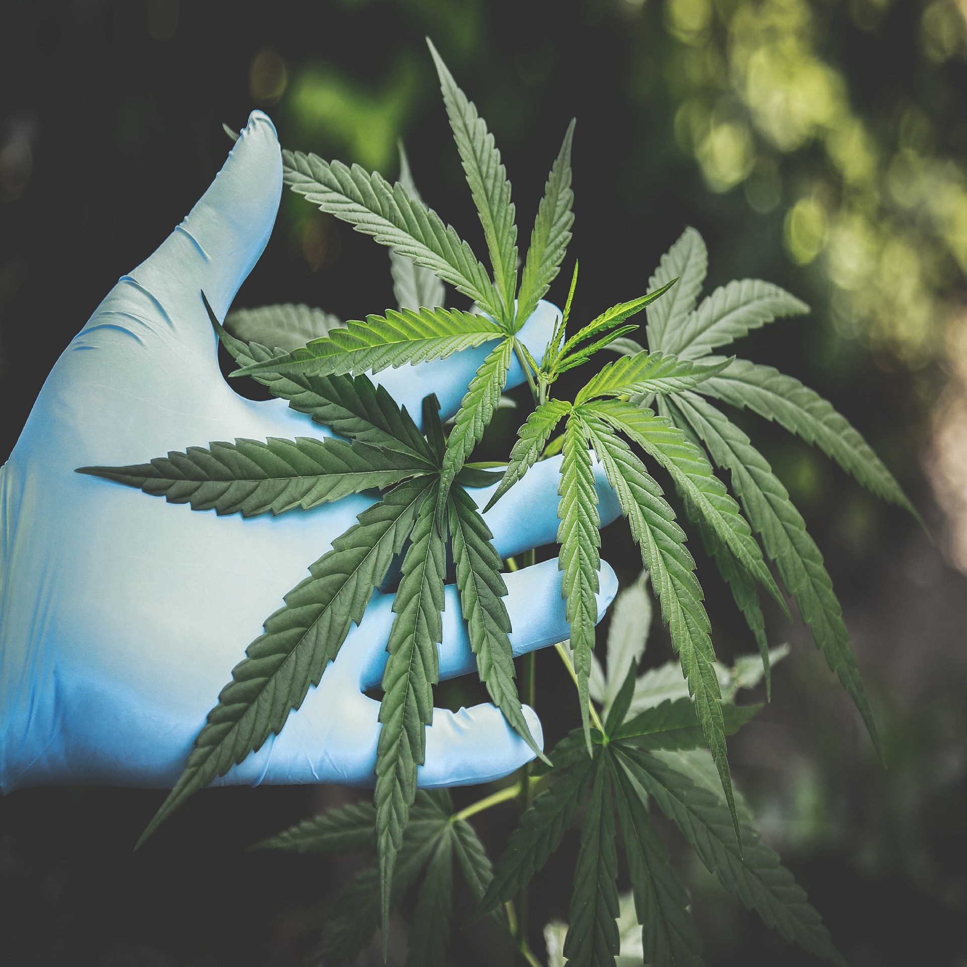 CBD Fleurs CBD Fleurs