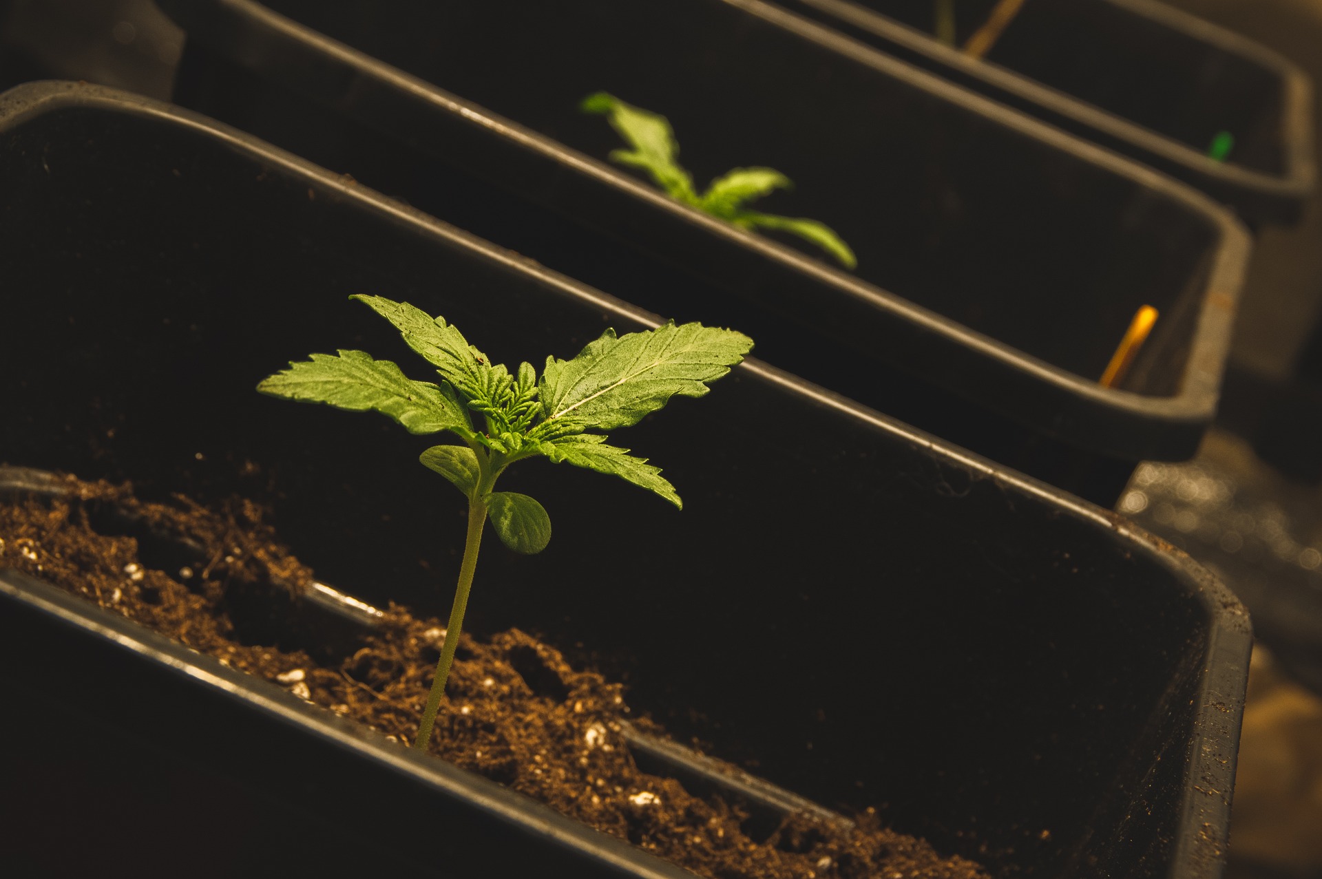 Plants de CBD, production en intérieur Plants de CBD, production en intérieur