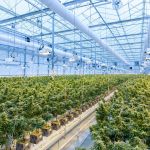 Ferme producteur de CBD Ferme producteur de CBD